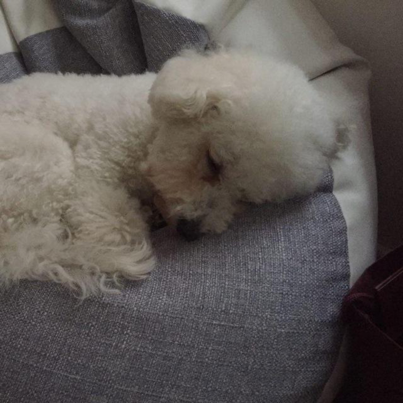 비숑프리제 추가 사진