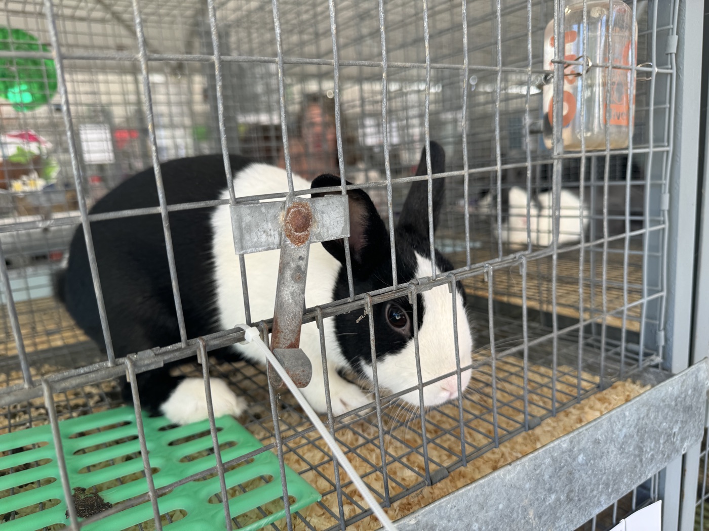 더치 품종
