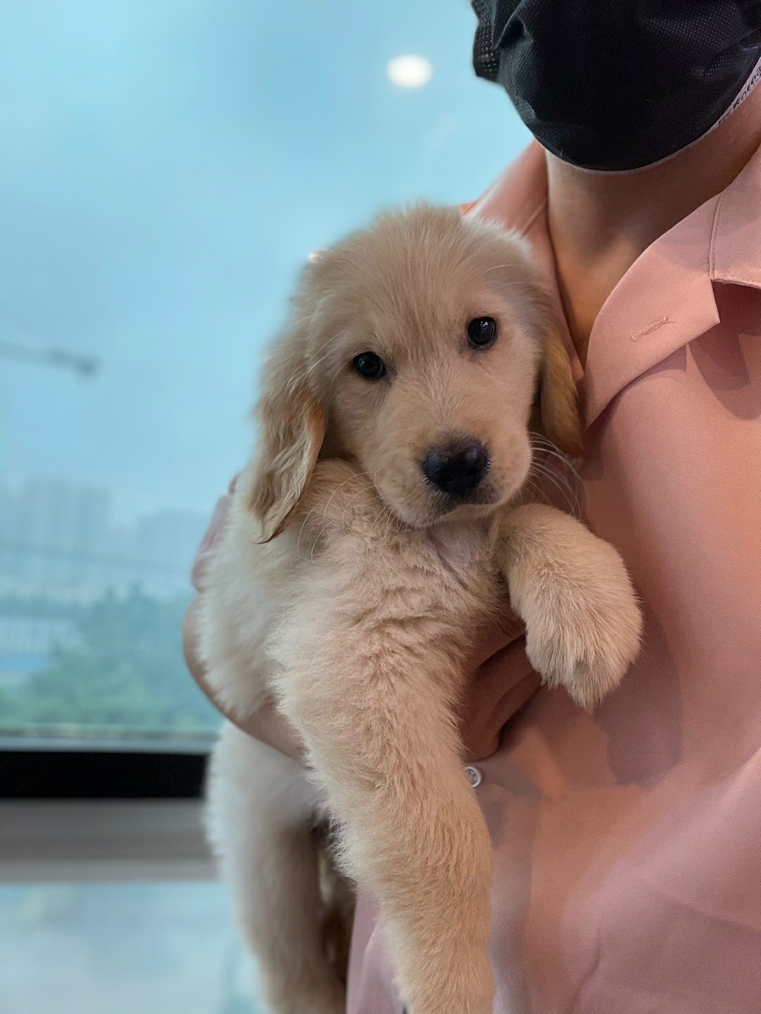 골든리트리버 품종