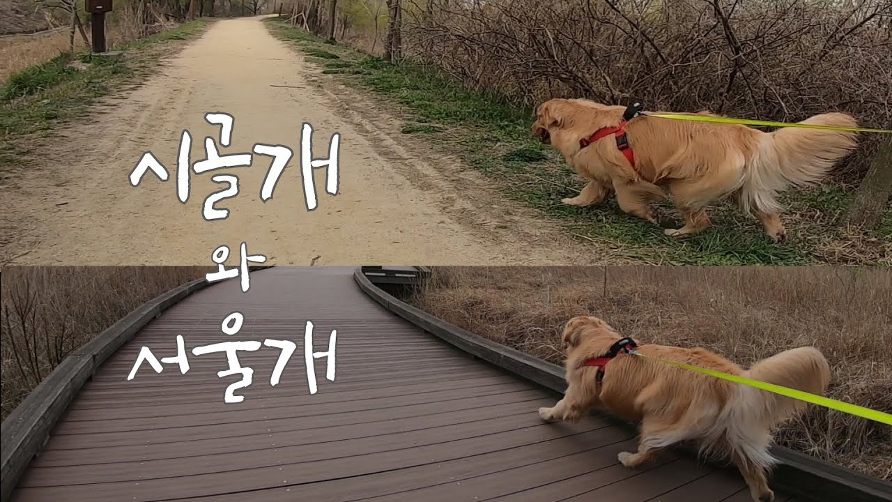 골든리트리버 추가 사진