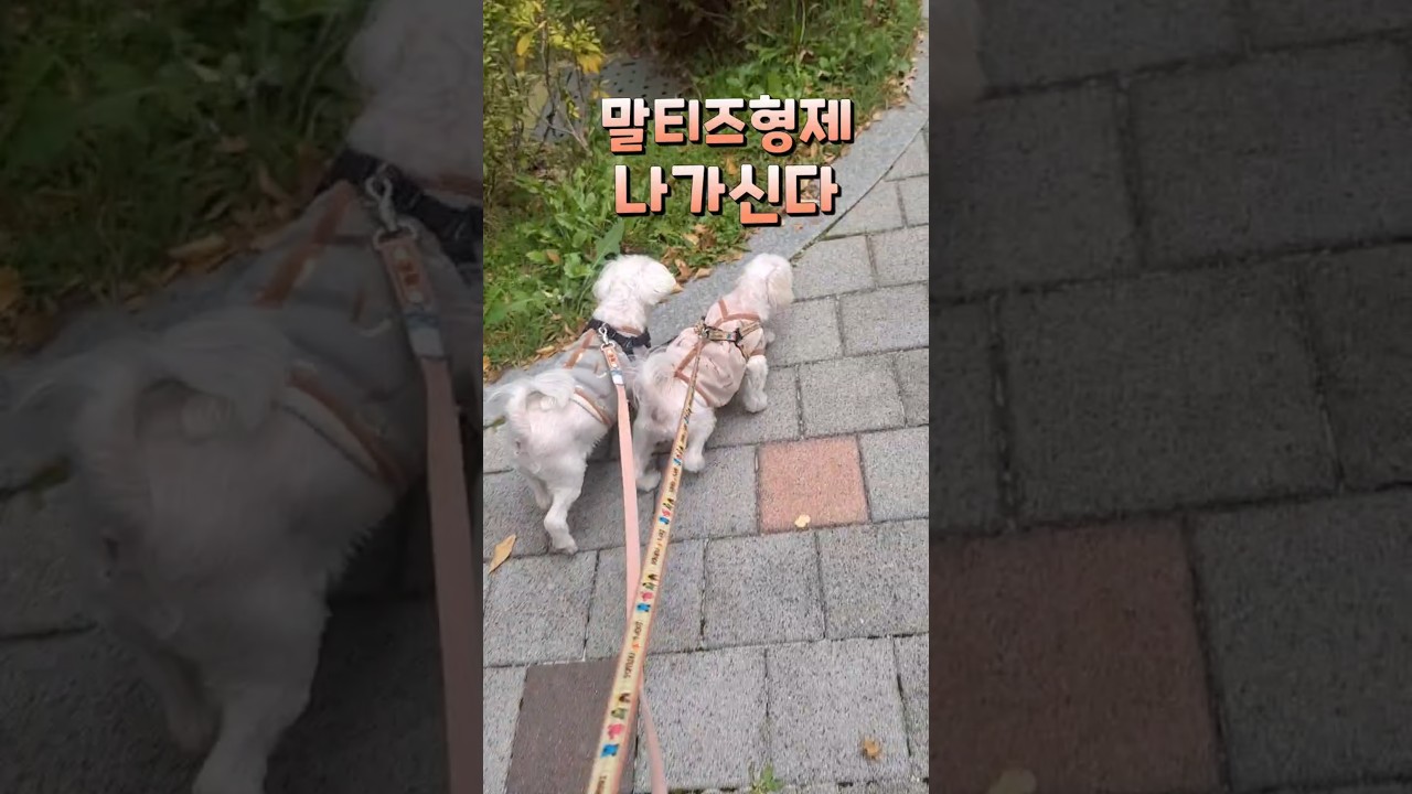 말티즈 추가 사진