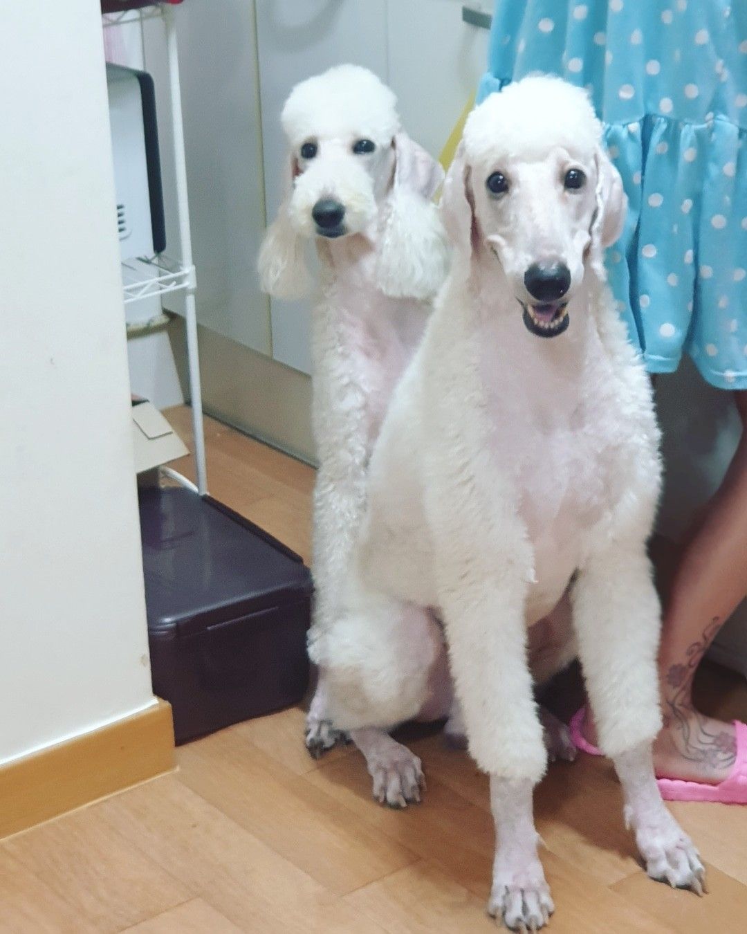 푸들 추가 사진