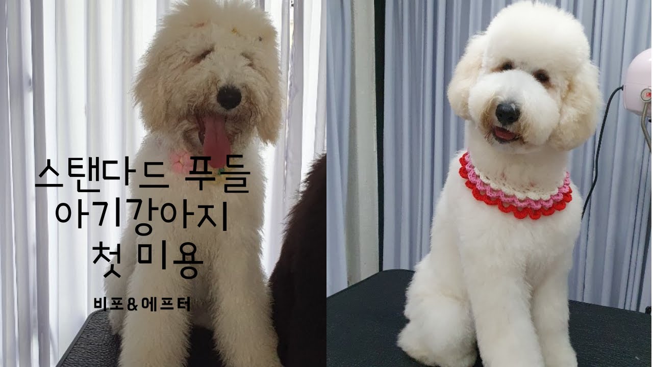 푸들 추가 사진