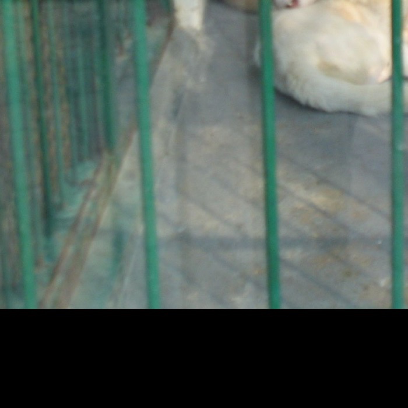 풍산개 추가 사진