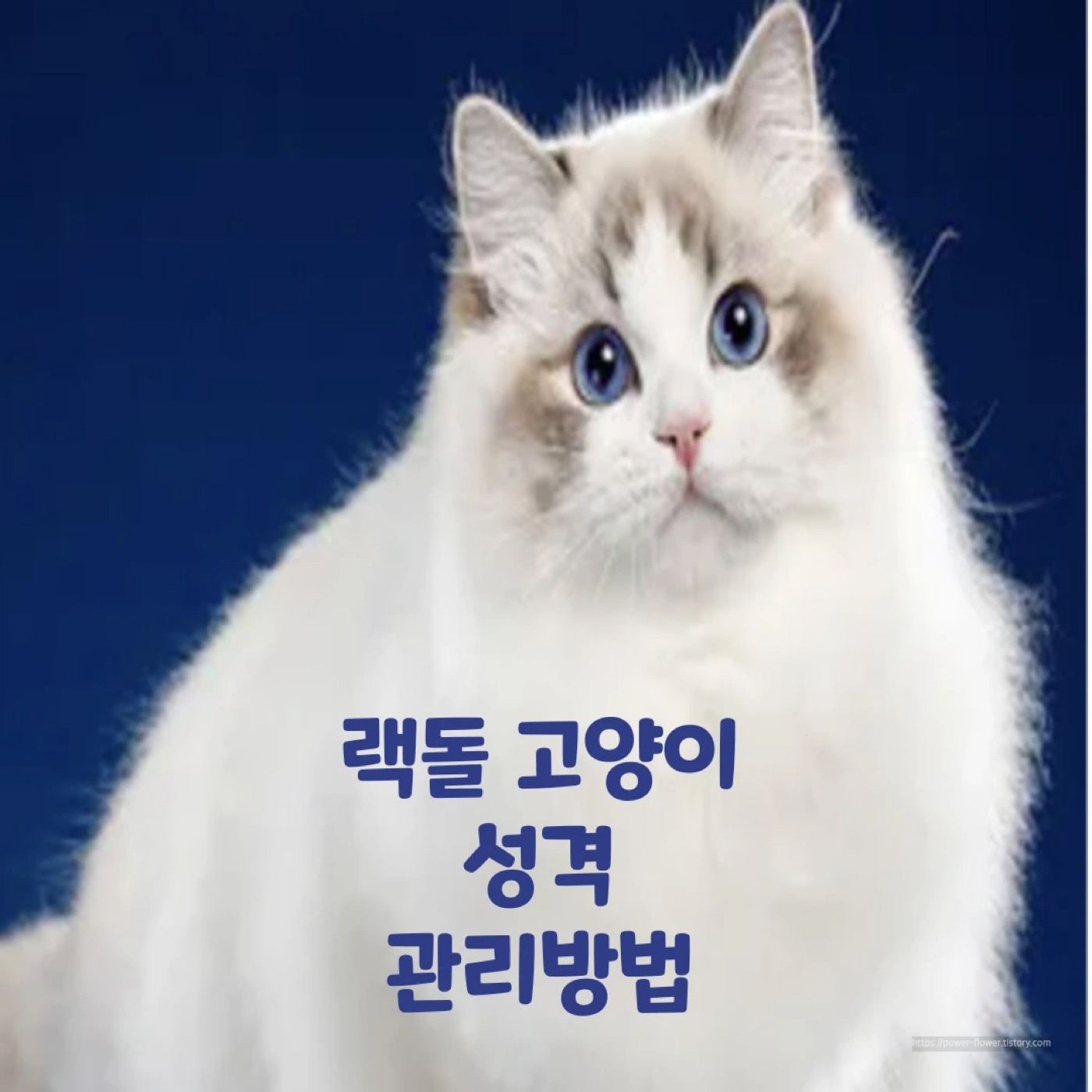 랙돌 3