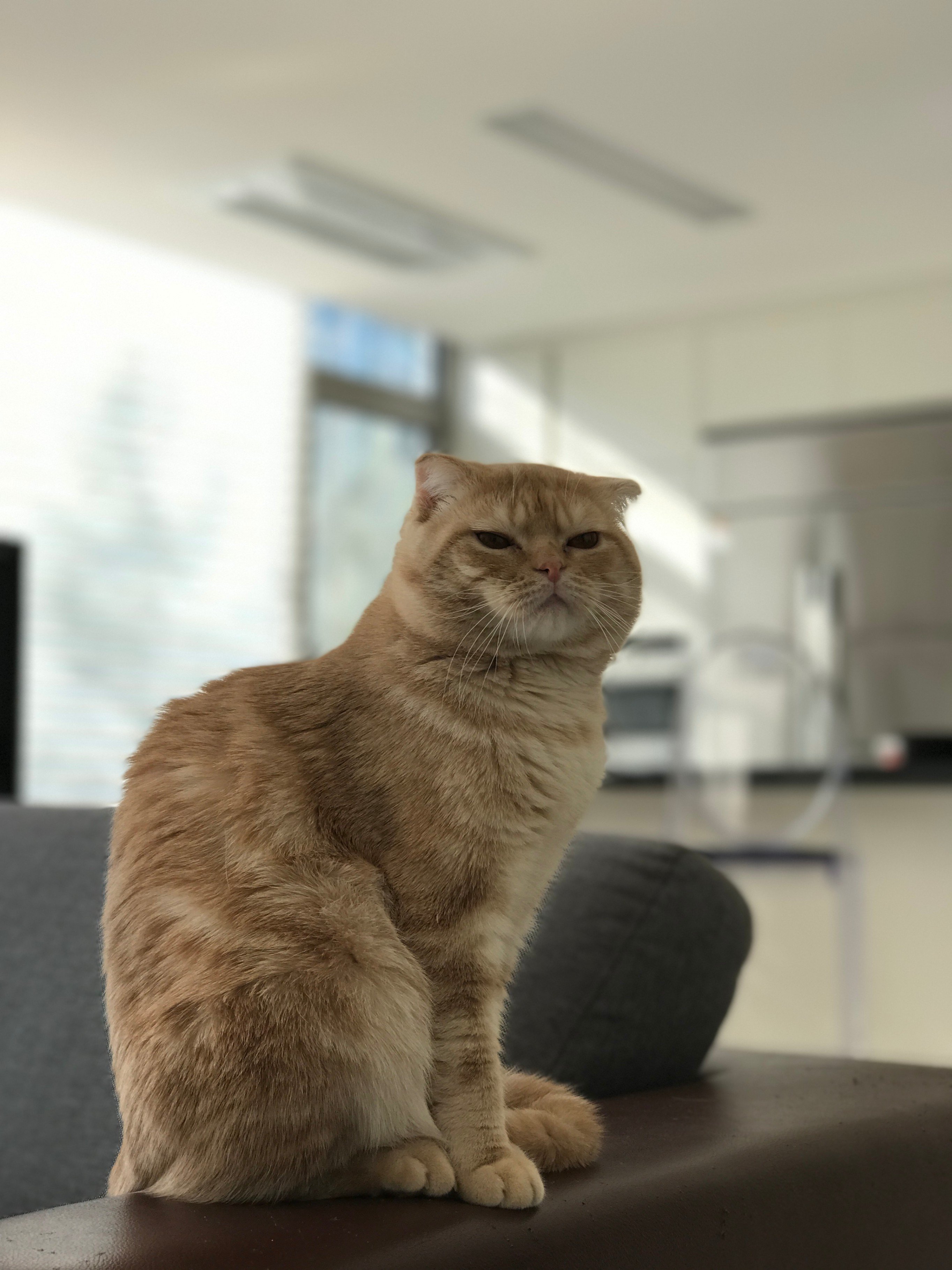 스코티시폴드 추가 사진