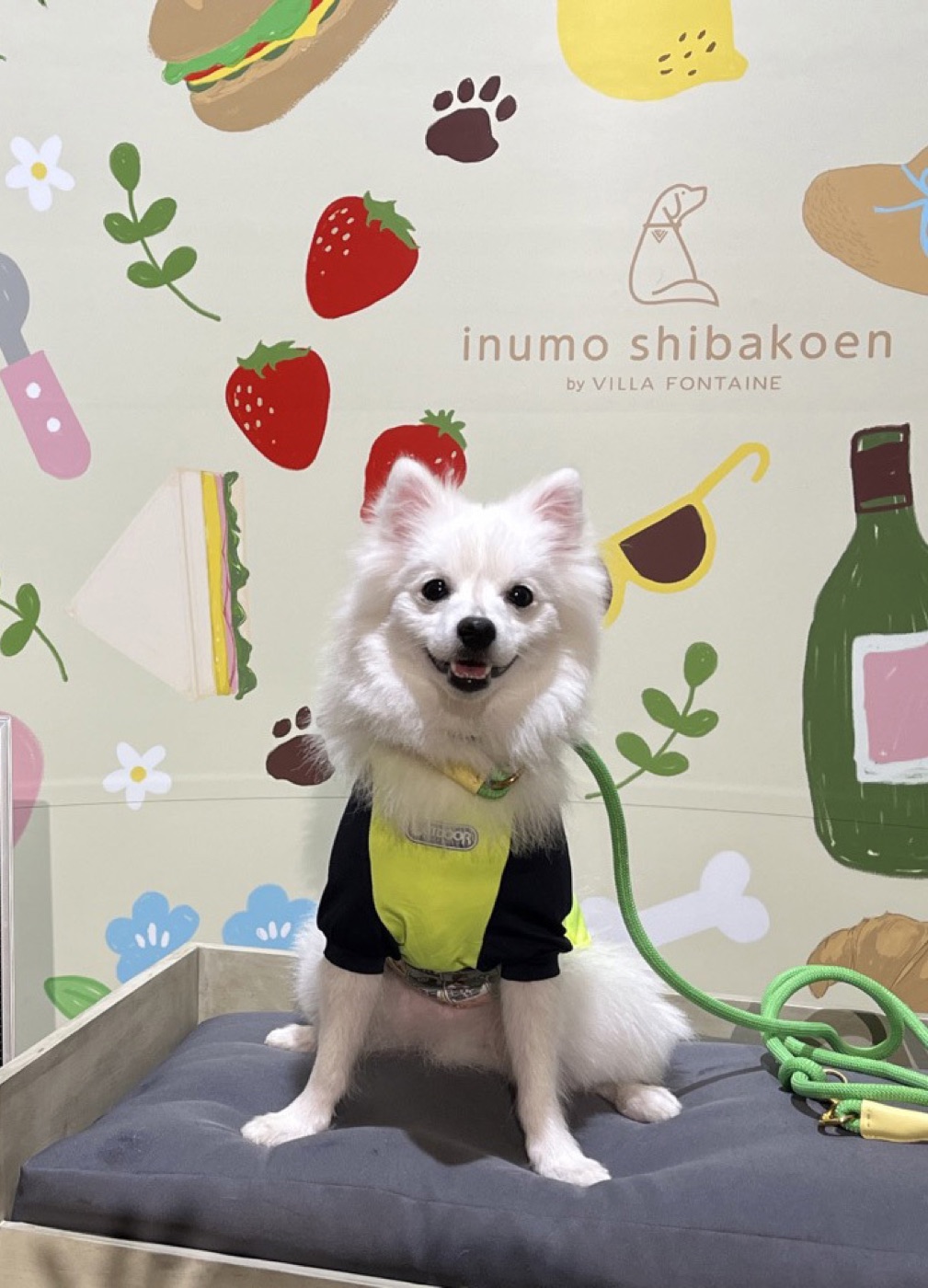 스피츠 품종