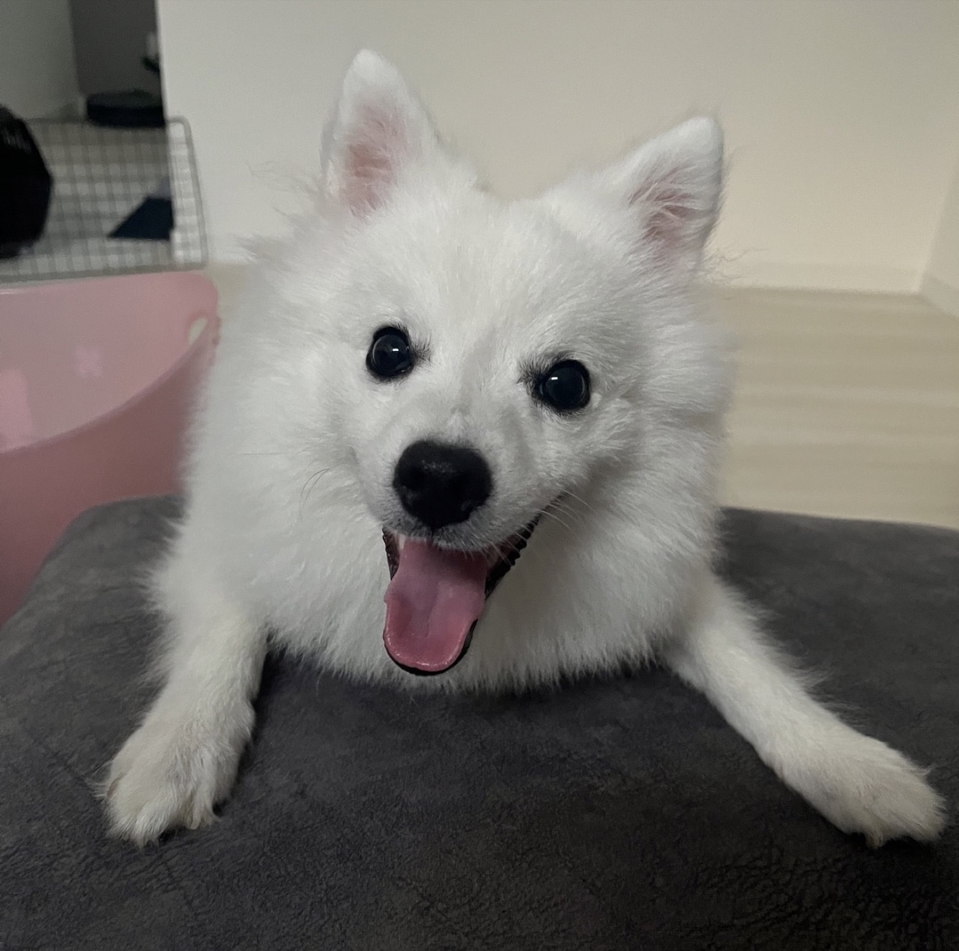 일본스피츠 추가 사진