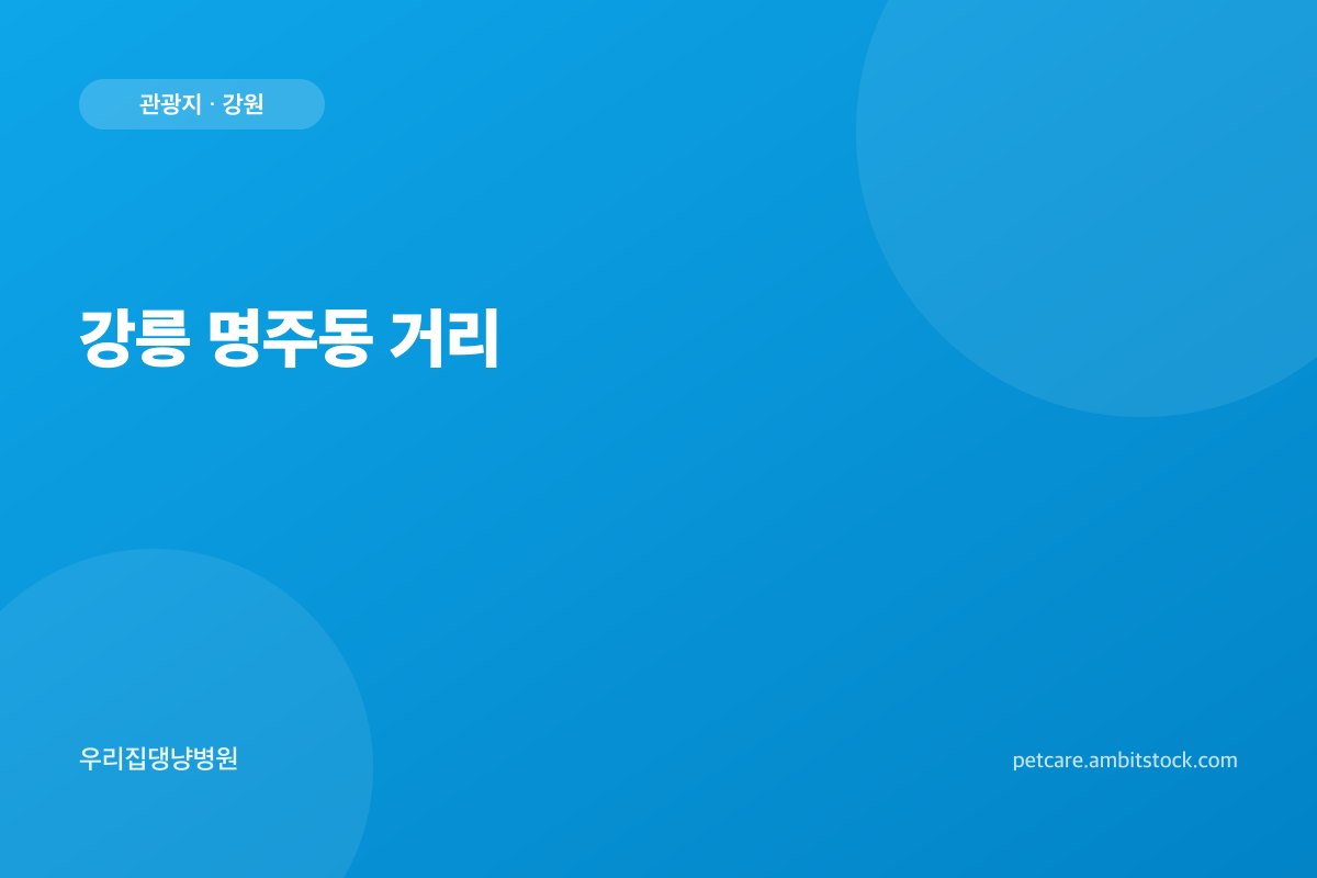 강릉 명주동 거리