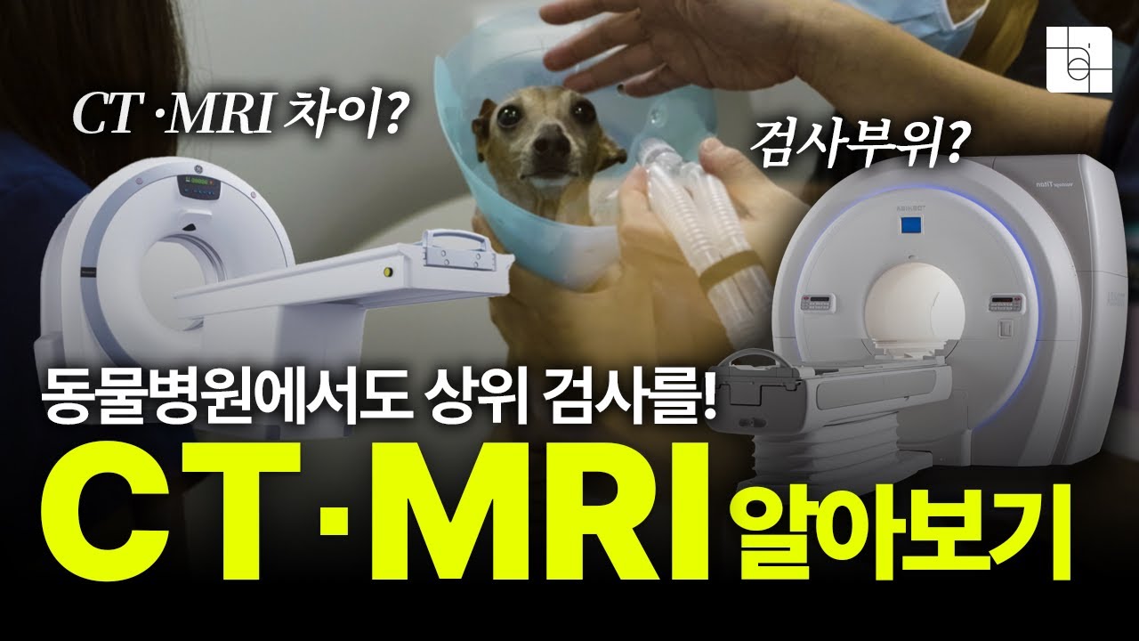 동물병원 CT MRI 비용