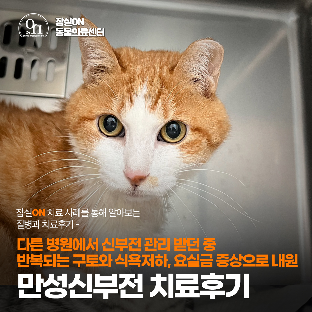 고양이 만성신부전 검진 비용