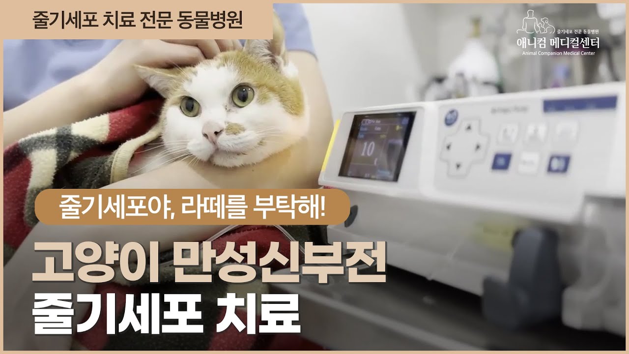 고양이 만성신부전 검진 비용, 혈액만 보면 왜 어긋날까