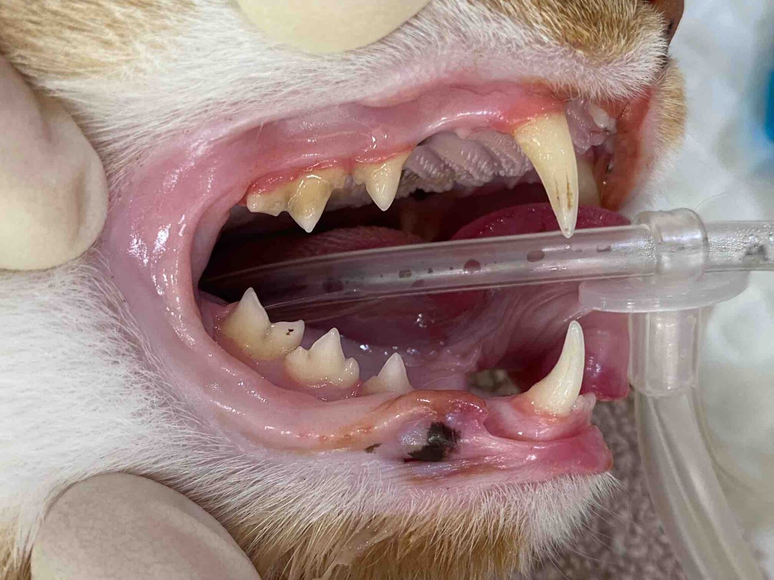 고양이 스케일링 비용, 왜 광고보다 많이 나올까