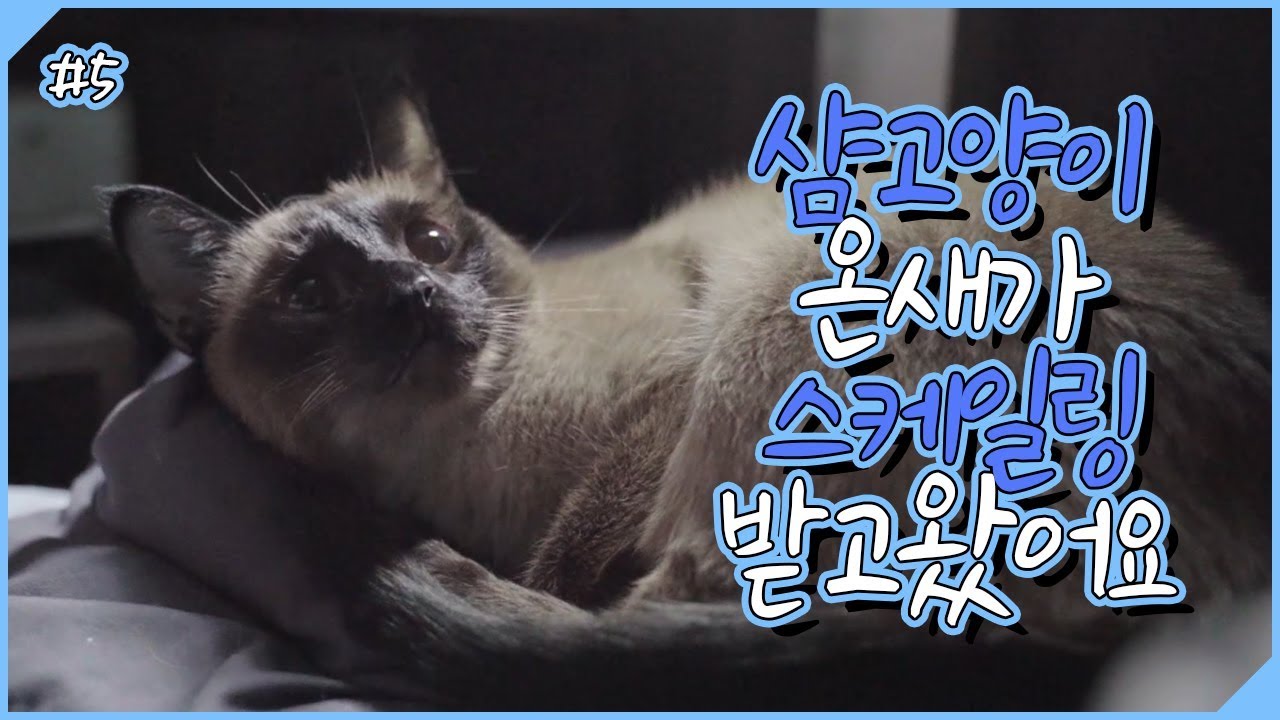 스케일링 후에 재발 비용을 어떻게 줄일 수 있을까