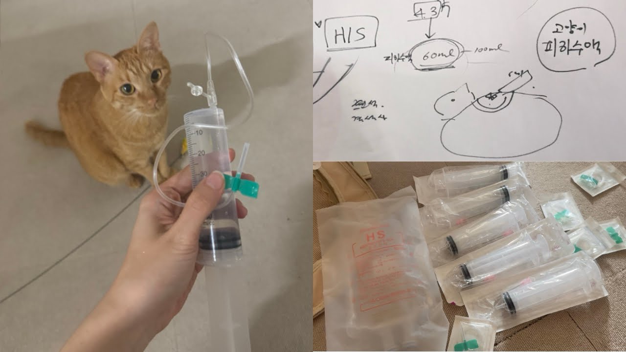 고양이 방광염 치료비, 통원이랑 입원이 왜 이렇게 갈릴까