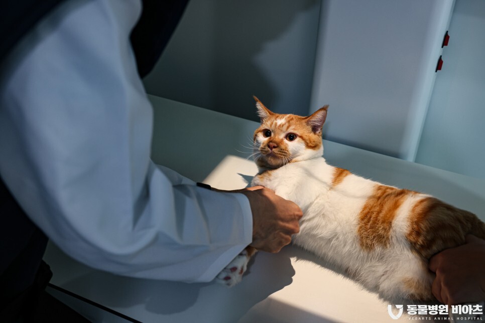 cat-neutering-cost-2026