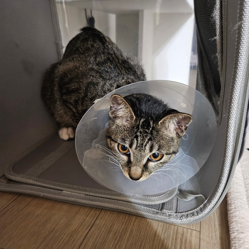 cat-neutering-cost-2026 1