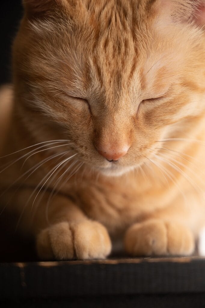 cat-neutering-cost-2026 3
