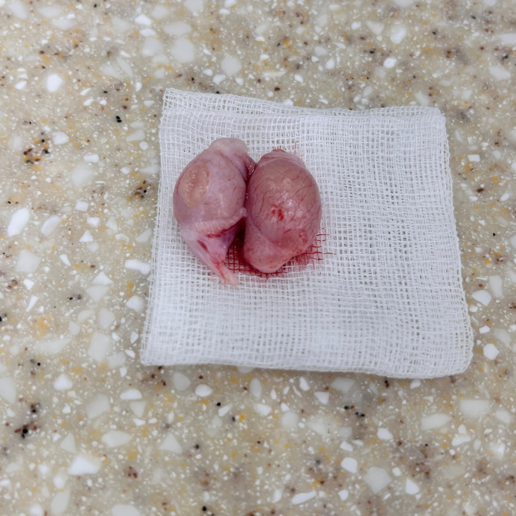 cat-neutering-cost-2026 5