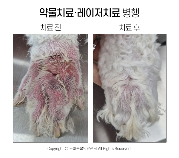 강아지 아토피 치료 비용