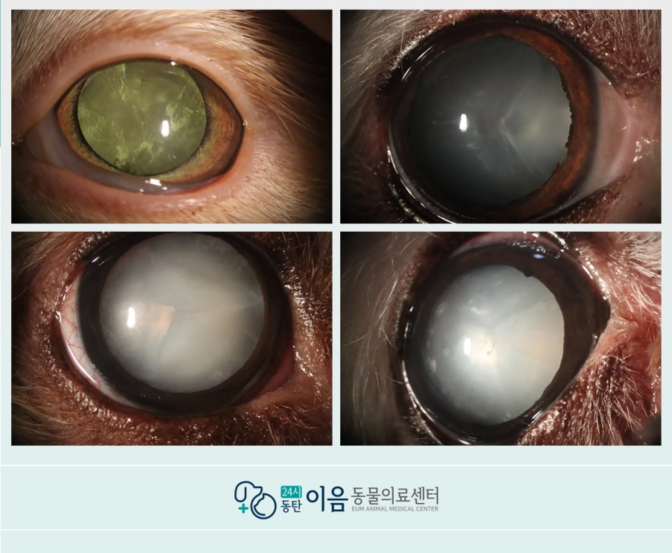강아지 백내장 수술비용, 왜 광고보다 많이 나올까