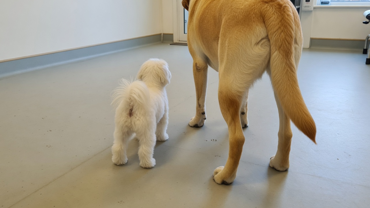 소형견과 대형견의 뒷다리 체구 차이