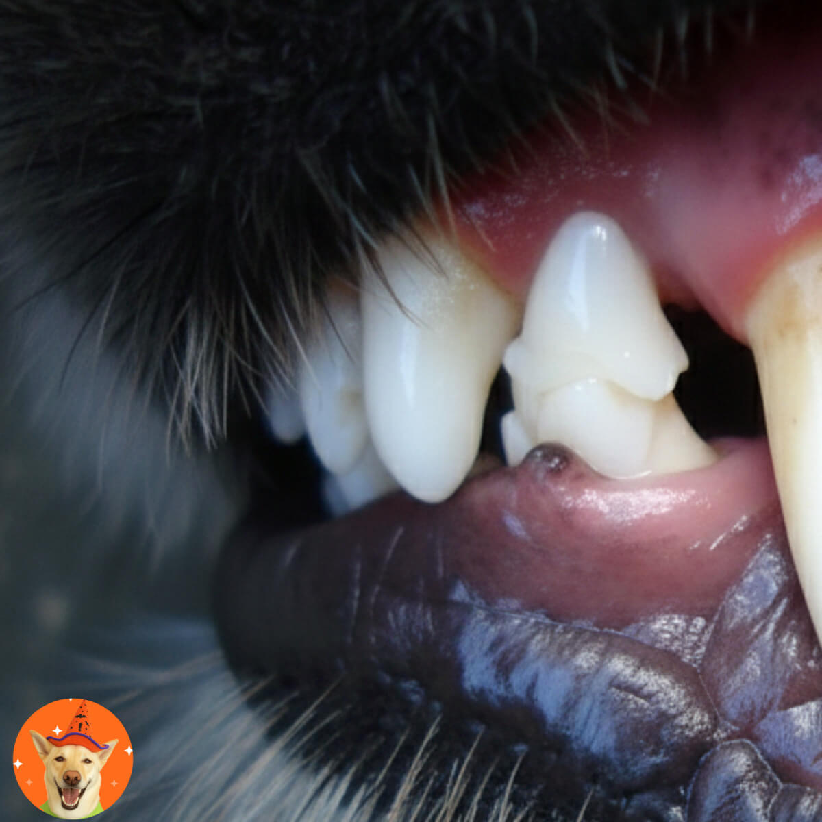 dog-dental-scaling-cost-2026 1