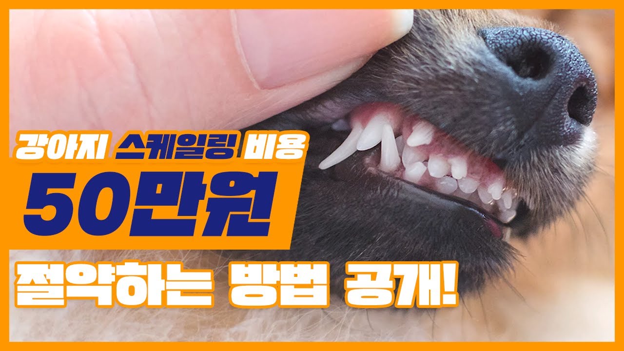 dog-dental-scaling-cost-2026 2
