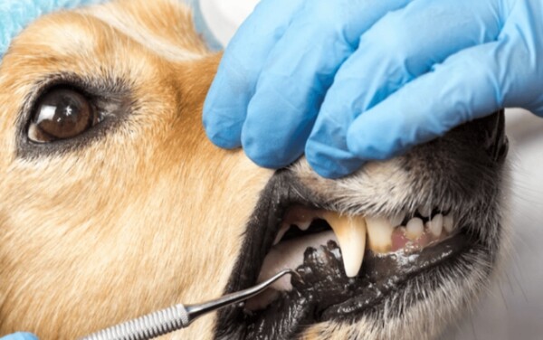 dog-dental-scaling-cost-2026 5