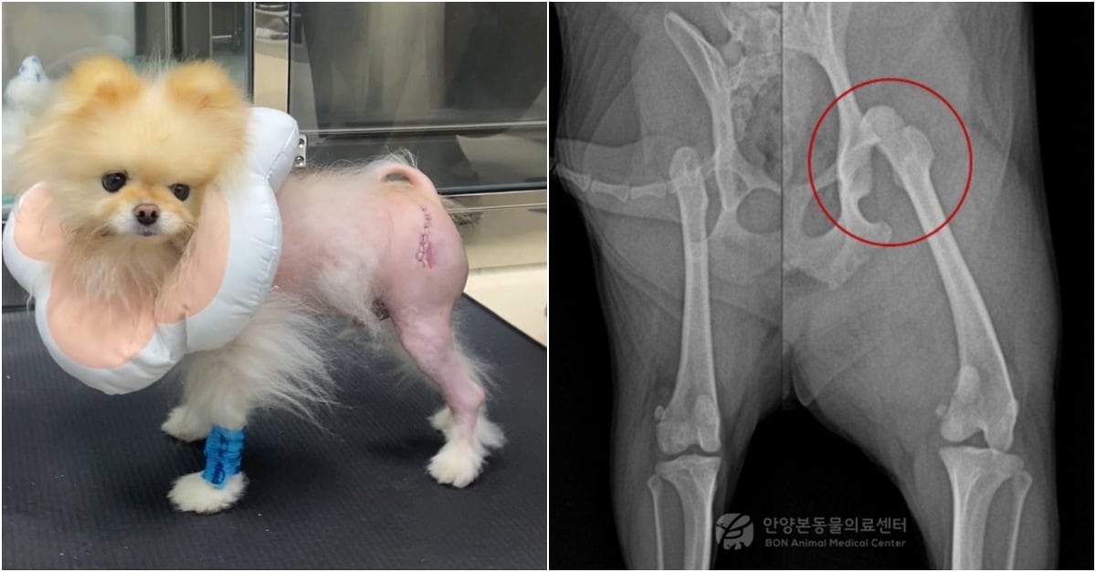 펫보험에서 고관절 담보는 대기부터 볼까
