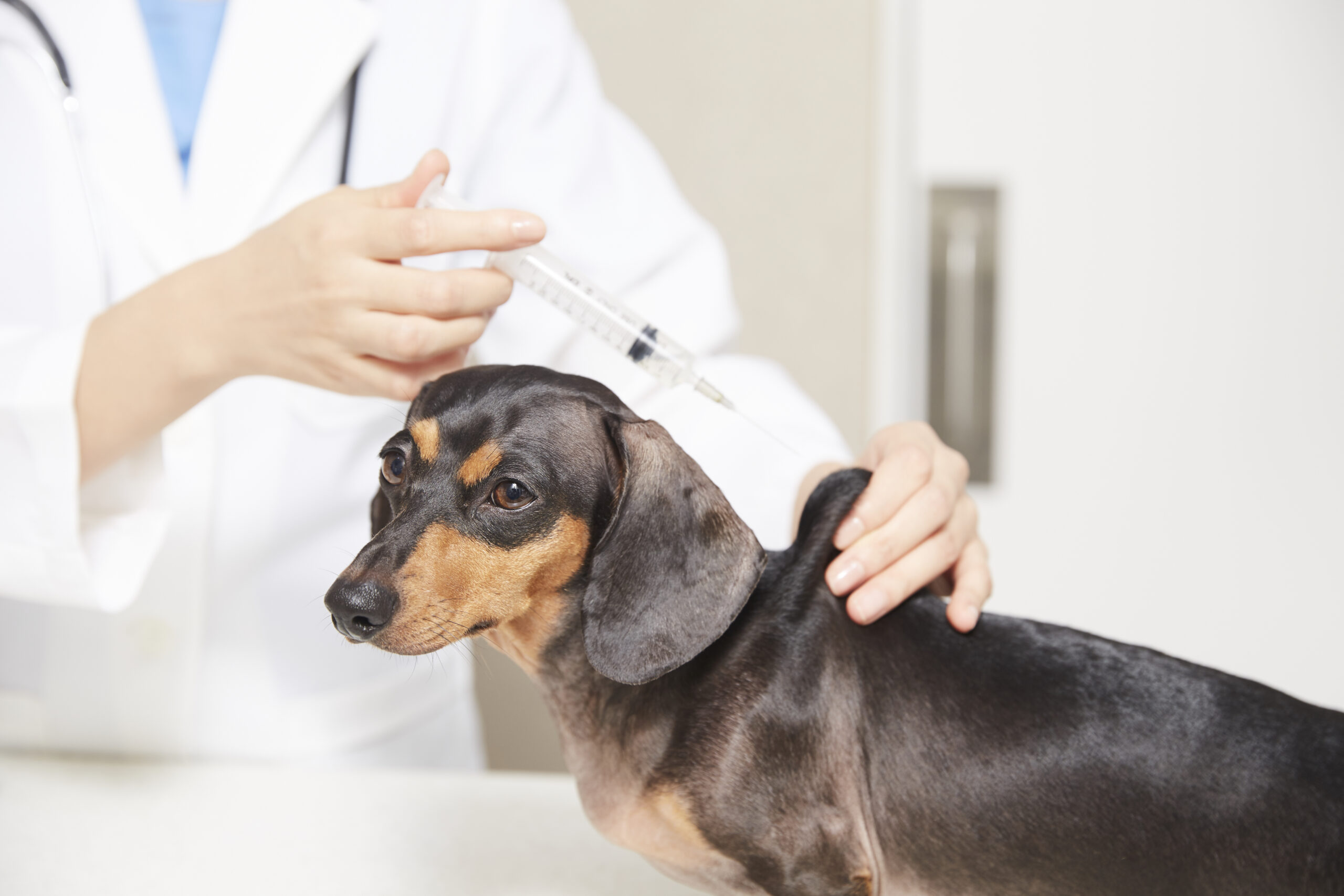 dog-vaccine-cost-schedule-2026 5