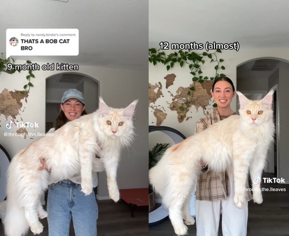maine-coon-hcm-screening-cost 1