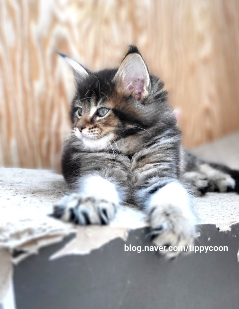 maine-coon-hcm-screening-cost 2
