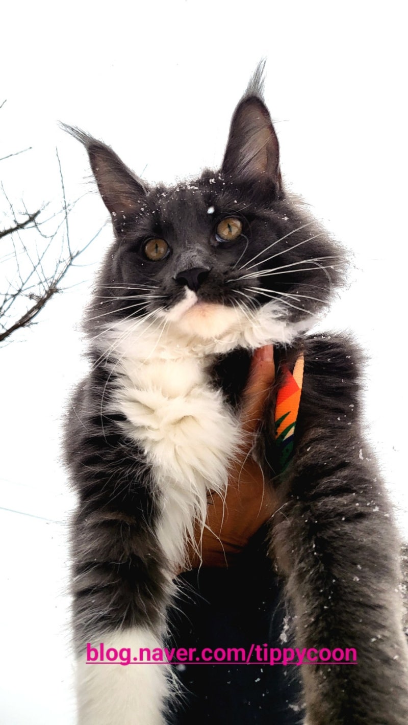 maine-coon-hcm-screening-cost 3