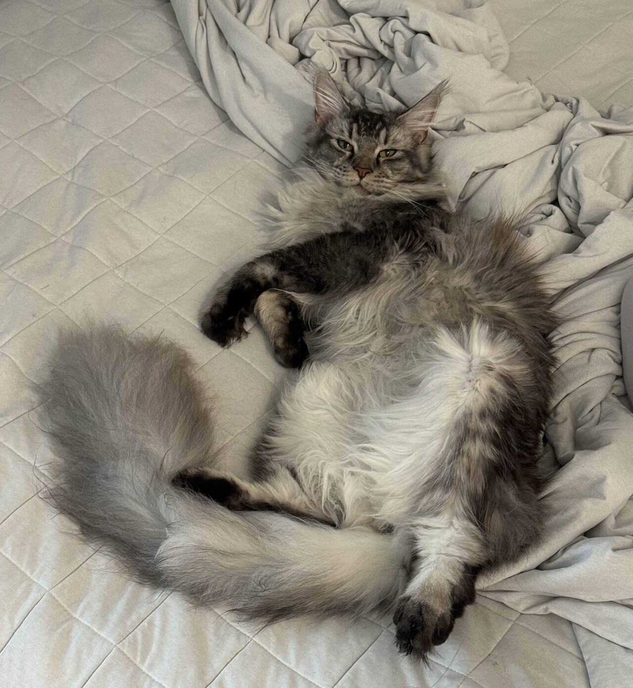 maine-coon-hcm-screening-cost 4