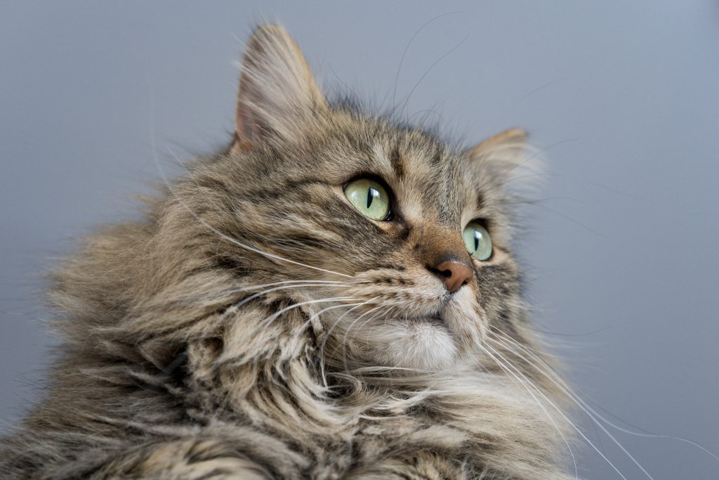 maine-coon-hcm-screening-cost 5