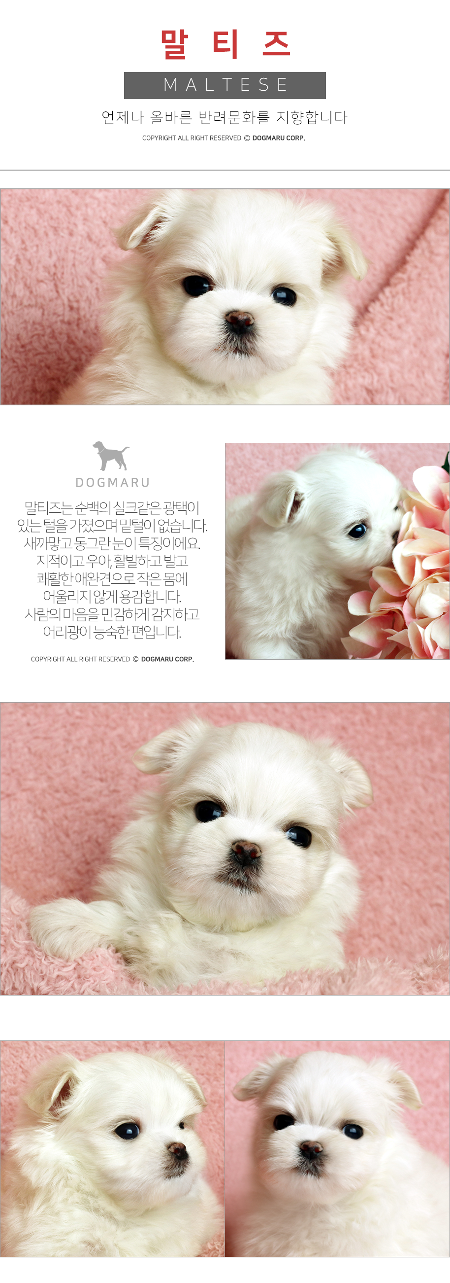 말티즈 슬개골 펫보험 소제목 장면