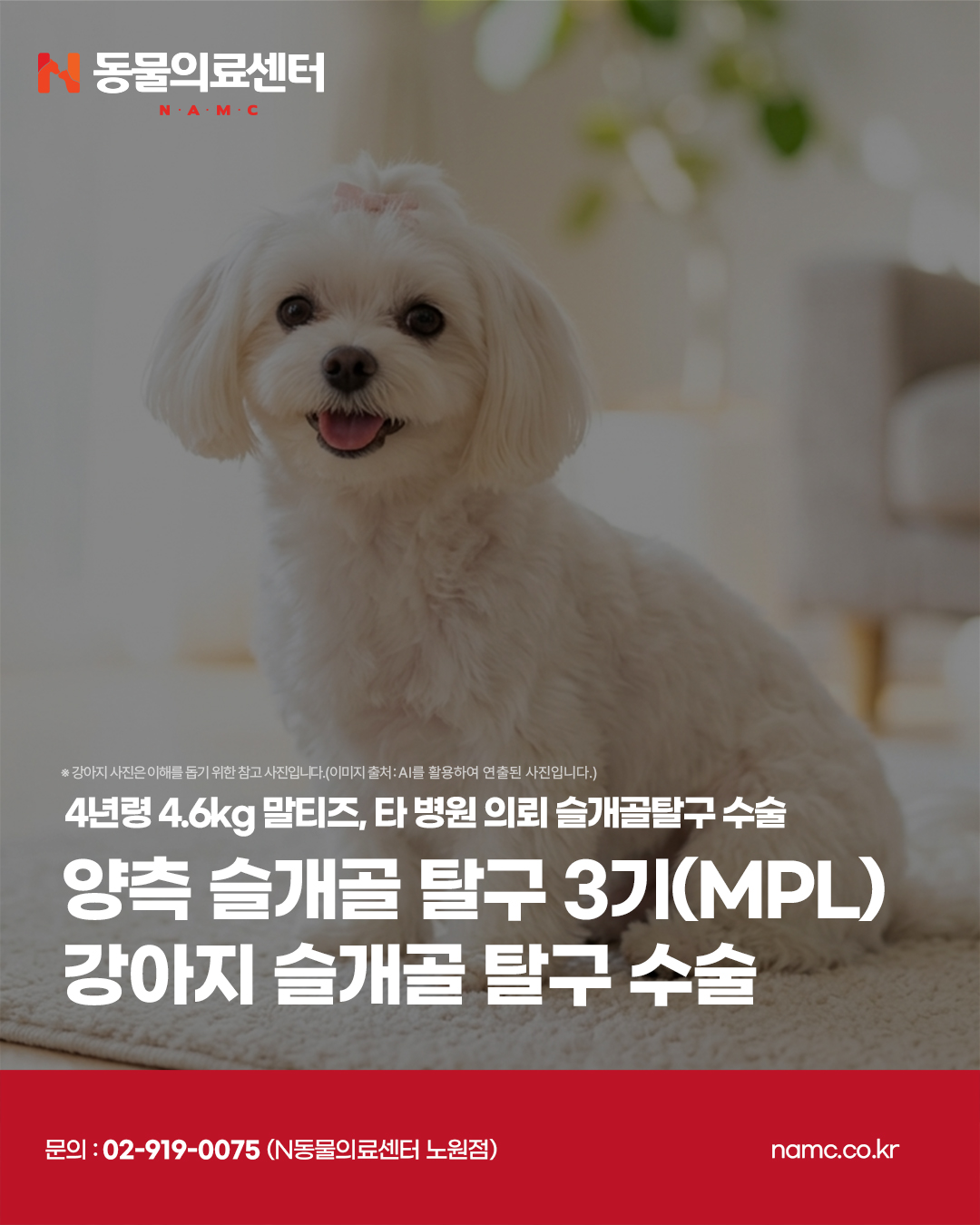 말티즈 슬개골 펫보험 소제목 장면