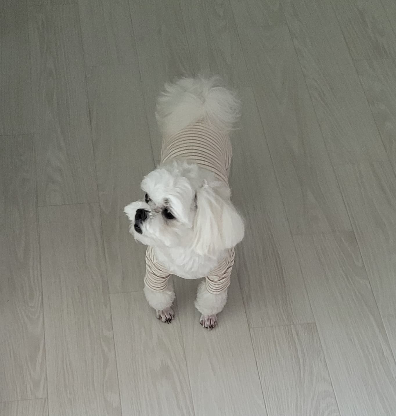강아지 슬개골 수술비 소제목 장면