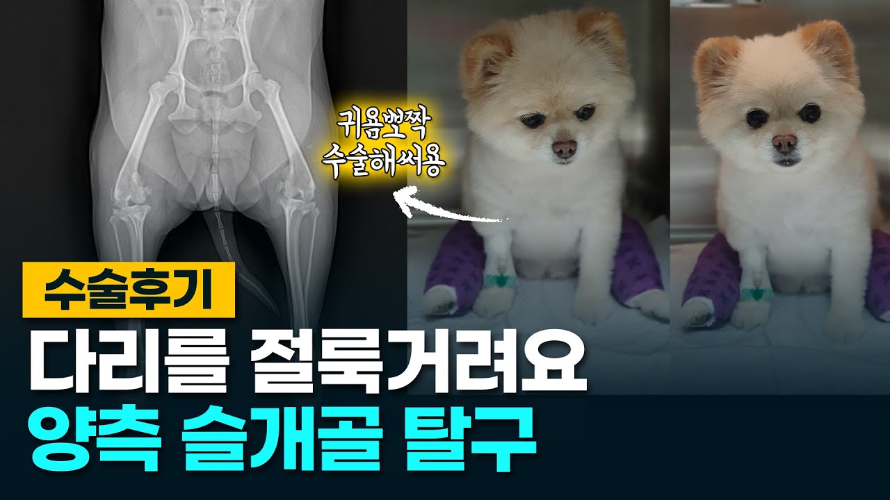 강아지 슬개골 수술비 소제목 장면