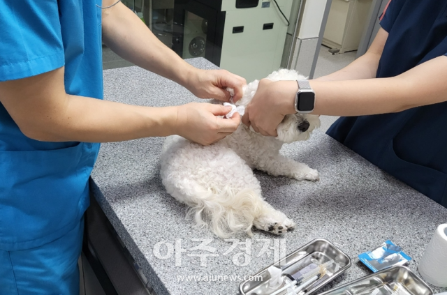 pet-er-night-cost-2026 4