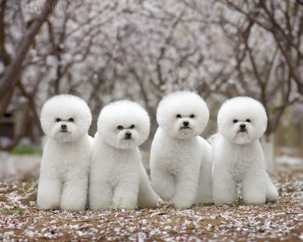 pet-er-night-cost-2026 5