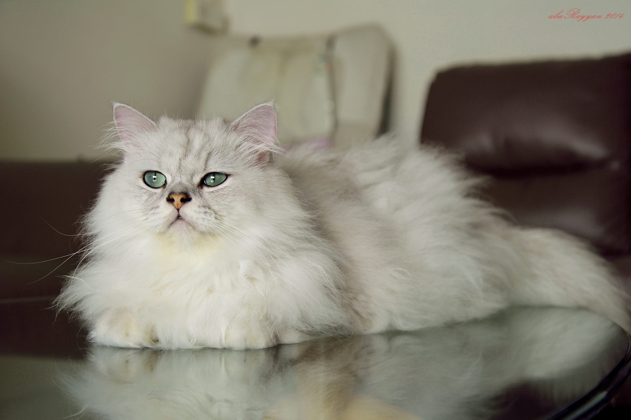 pet-insurance-waiting-period