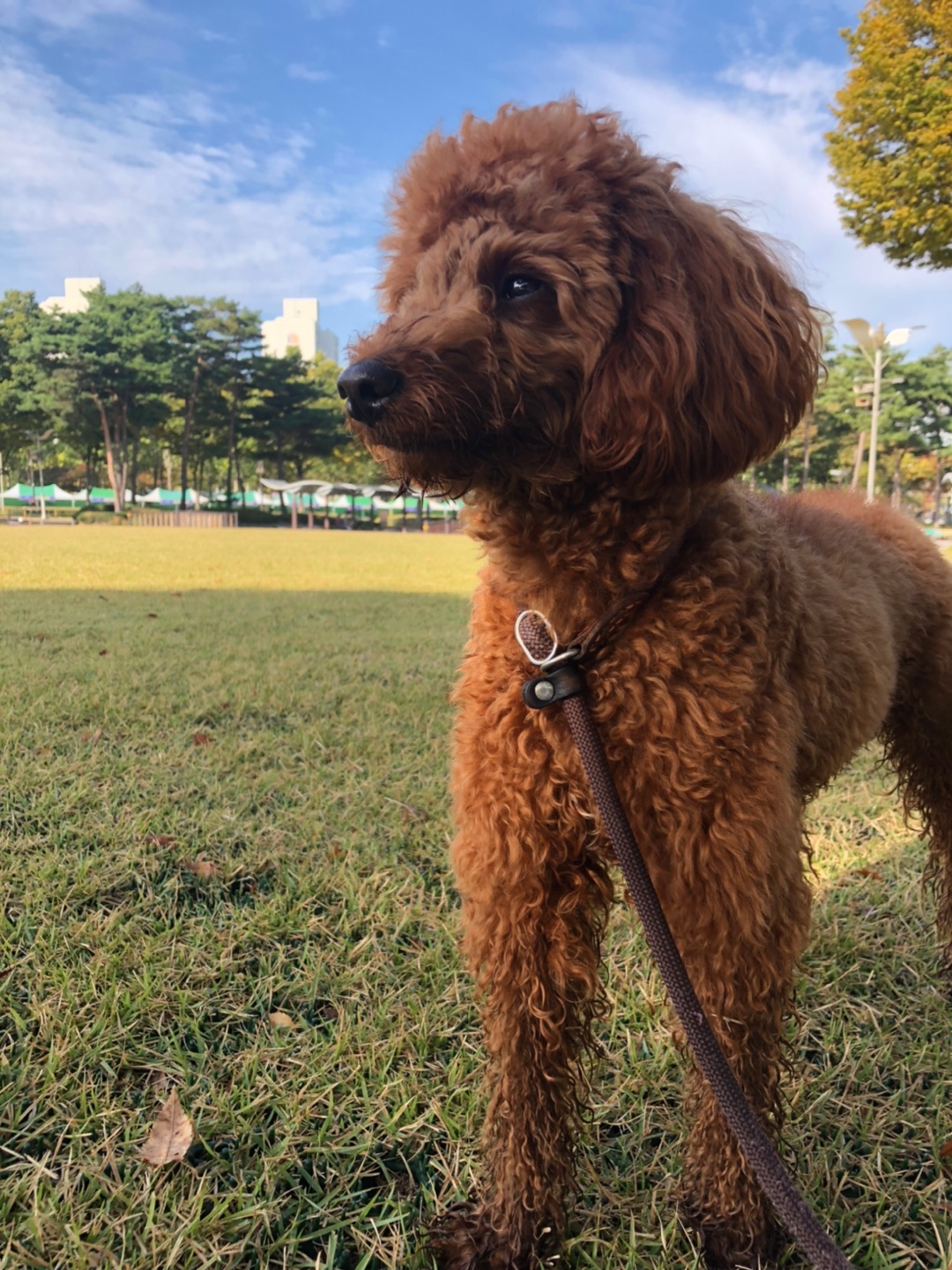 푸들 스케일링 보험 대표