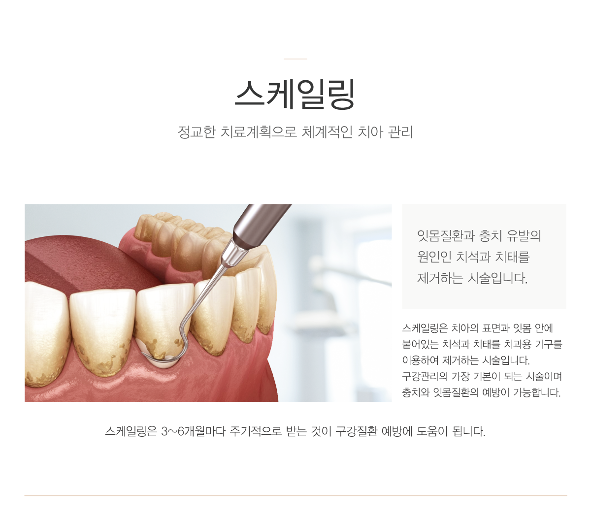 푸들 스케일링 보험 소제목 장면