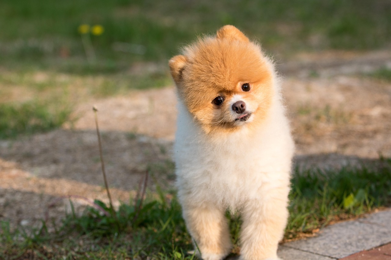 senior-dog-pet-insurance-age-limit