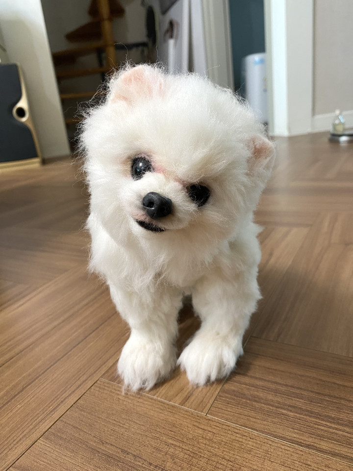 senior-dog-pet-insurance-age-limit 2