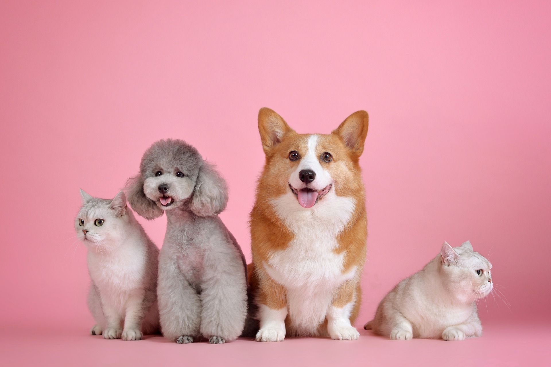 senior-dog-pet-insurance-age-limit 5