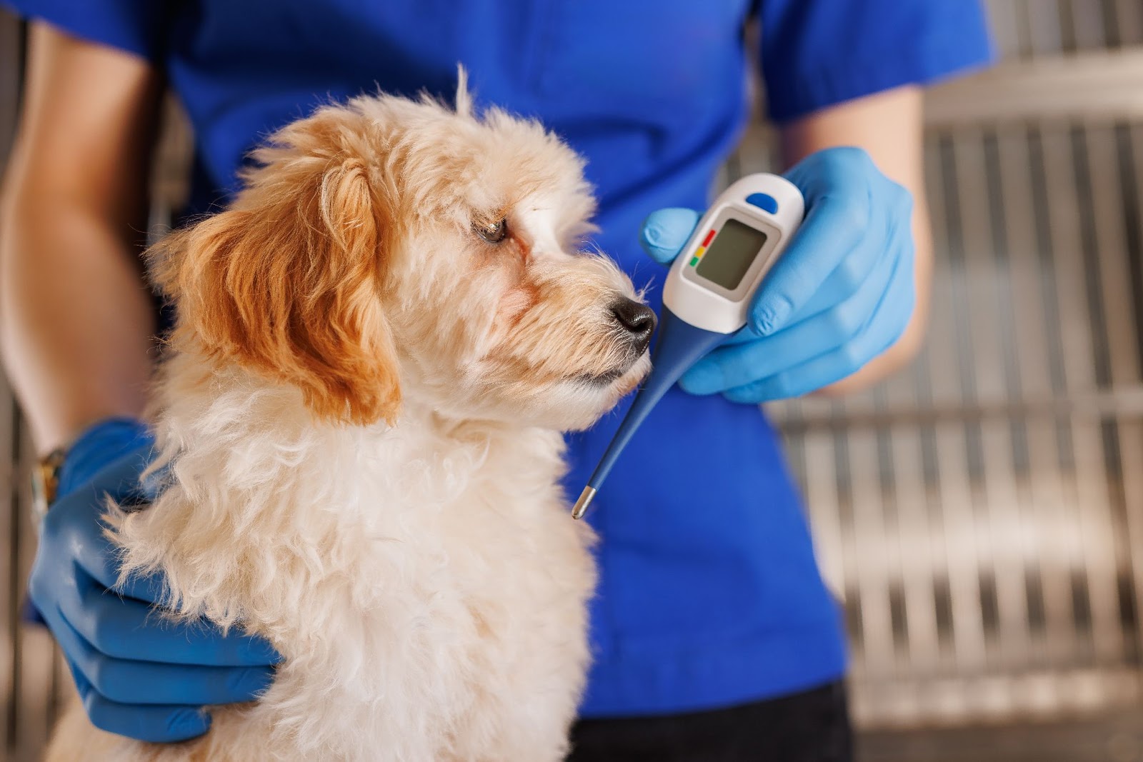 senior-pet-bloodwork-2026 5